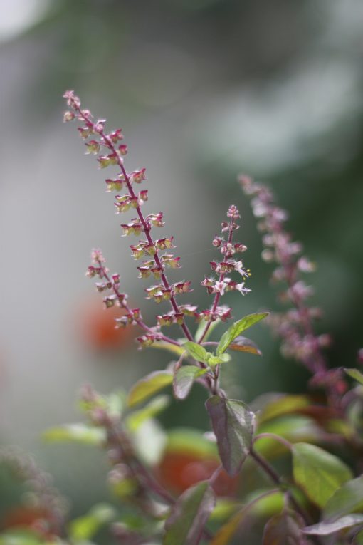 Tulsi aus Österreich Bio Premiumqualität 100g – Bild 2