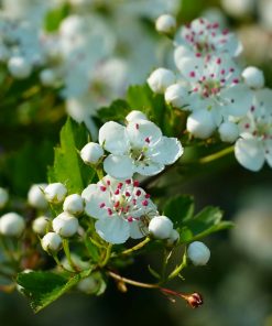 weißdorn blüten