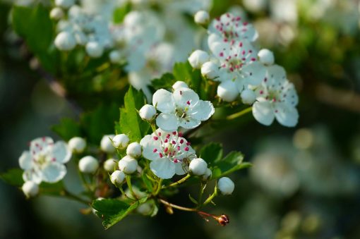 weißdorn blüten