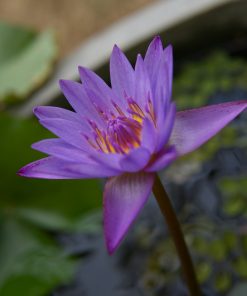 blue lotus 2