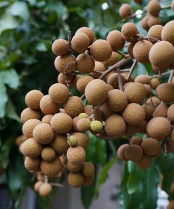 longan frisch