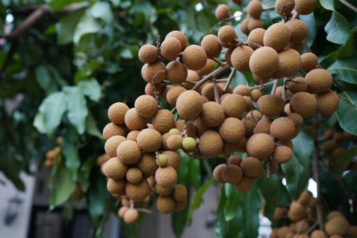 longan frisch